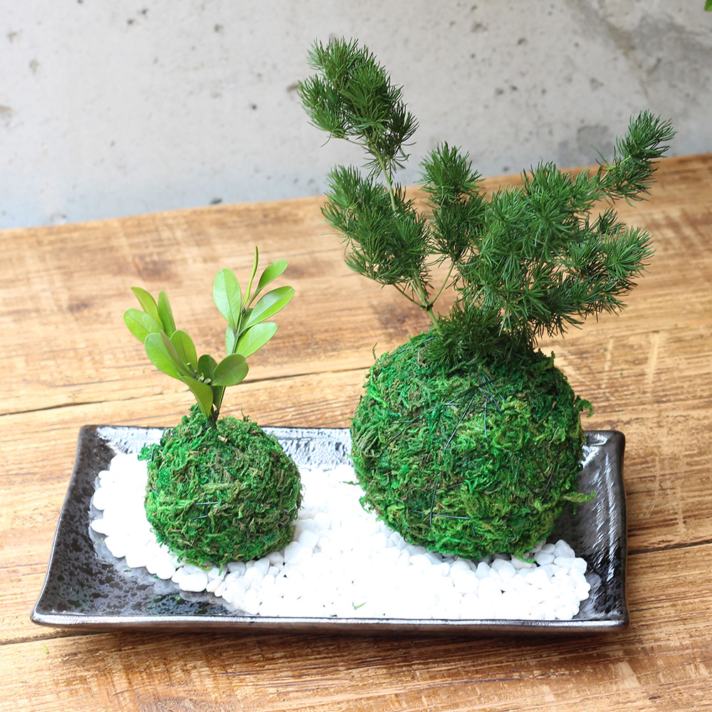 【数量限定】白駒の森/苔玉プリザーブドフラワー