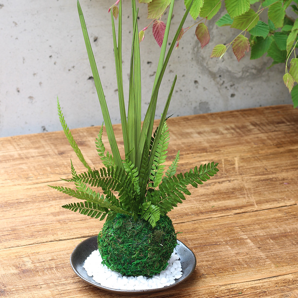【数量限定】緑陰のこもれび/苔玉プリザーブド