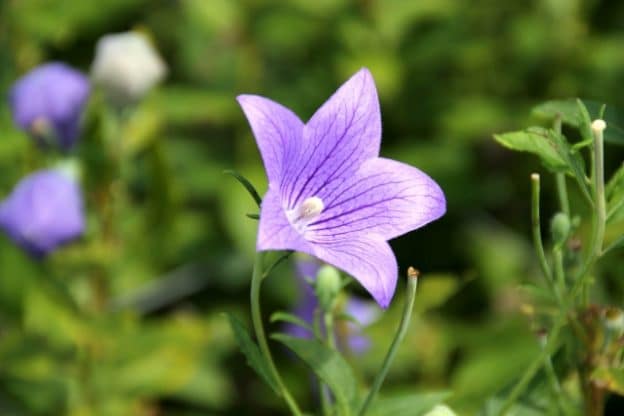 花屋監修 敬老の日 に喜ばれるお花の色とは 秋のお花の 紫 黄色 で長寿を願うプレゼントを